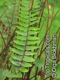 Image result for Culcasia falcifolia