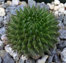 Image result for Euphorbia kilwana