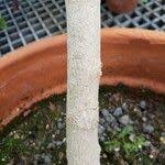 Image result for Karomia tettensis