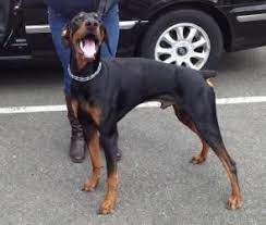 These affectionate, playful, and energetic doberman puppies are ready for their forever home! Adopt Harry On Petfinder Dog Friends Doberman Doberman Pinscher