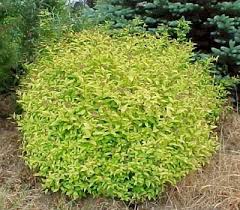 Healthy, top quality spirea plants for sale. Spiraea Montale Gardens