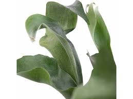 Image result for parožnatka Platycerium