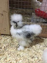 We have a reputation for rearing the best quality silkies in the uk, see our chicken pictures and all the colours we rear below. Types Of Chickens Silkie Breed