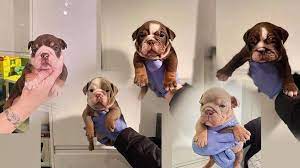 We did not find results for: English Bulldog Puppies Stolen During Wellingborough Armed Raid Bbc News