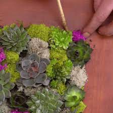 How To Make A Succulent Wall Garden Recipe Succulent Wall Garden Succulent Wall Succulents