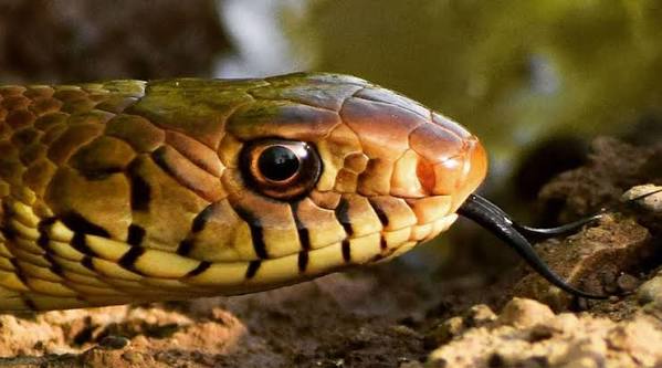 Snake facts | Amphibians & Reptiles | BBC Earth | BBC Earth