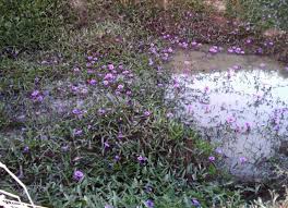 Image result for Ipomoea aquatica