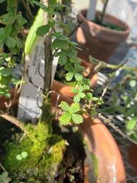 Image result for Myrothamnaceae