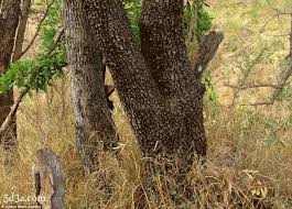 خدع بصرية هل وجدت الحيوان المتخفي بالصورة لقوي الملاحظة Animal Hide Animals Camouflage