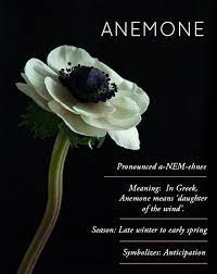 Anemone Caution The Plant Contains Poisonous Chemicals That Are Toxic To Animals Anemone Flowers Anemone Flower