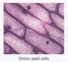 We did not find results for: What Is The Main Difference Between Plant And Animal Cells A Plus Topper