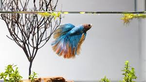 Goddamn bladder infection took him too soon man. Betta Flaring Why Betta Fish Flare And Is It Good For Them