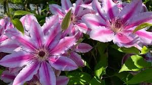 We did not find results for: Establishing Clematis In The Garden Sunnyside Nursery