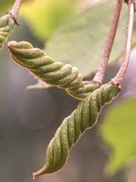 Image result for Helicteres