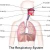 Many people suffer from allergies. 1