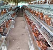 OEM Chicken Egg Layer Cage Chicken Cage for Layers Chicken Cage for Layers  Poultry Farming