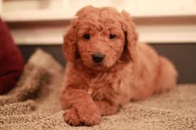 For our upcoming litters, we will update the page. Teddy Red Goldendoodle Puppy At 6 Weeks Old From Rivervalleydoodles Com 2013 Maggie Litter Adopted Goldendoodle Puppy Red Goldendoodle Goldendoodle