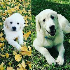Check spelling or type a new query. Golden Miracles English Golden Retrievers In Mississippi