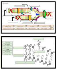 Biology corner dna coloring transcription and translation answer key from worksheet mutations practice answer key the worksheet asks students to review terms and label an image students then edit the dna in a specific way so that they can observe the. Dna Strand Worksheets Teaching Resources Teachers Pay Teachers