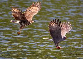 Image result for Kedrostis abdallai