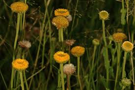 Image result for Eschenbachia ulmifolia