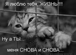 Котоматрица: Я люблю тебя, ЖИЗНЬ!!!! Ну а ТЫ... меня СНОВА и СНОВА...