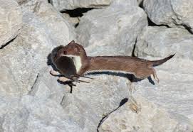 Ist es nicht wunderschön anzusehen, das kleine mauswiesel? Wuhlmause Vertreiben Tierfreundlich Biologisch Effektiv Hausmittel Wuhlmaus Vertreiben Gartenumgestaltung Graser Fur Den Garten