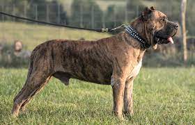 Check spelling or type a new query. Presa Canario Wikipedia
