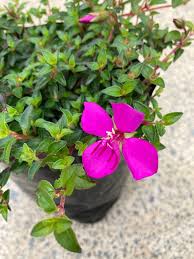 Image result for Heterocentron