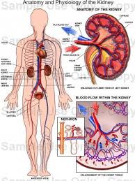 Where Is Your Kidney Located Human Anatomy And Physiology Anatomy And Physiology Human Body Anatomy