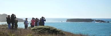 Whale Watching In Sonoma County Parks Blog Learn