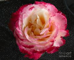 Due to covid our fallen soldiers & their loved ones will not receive flowers on memorial day. Memorial Day Rose 2016 Photograph By Mary Brhel