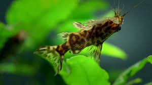 The Mystery Of The Upside Down Catfish Kqed