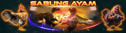 Image result for sabung ayam online terpercaya gasken88