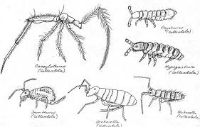 Springtails are a pest in and around the home throughout the united states. Flickriver Photoset Collembola Archaeognatha Thysanura Springtails Bristletails Silverfishes Etc By Arthur Anke Springtails Animal Species Arthropods