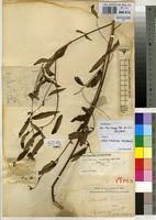 Image result for Triumfetta dekindtiana