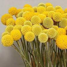 Billy Balls Craspedia Fresh Or Dried 50 Stems Wedding Etsy