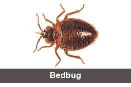 Indian pest control association (ipca). Bed Bugs Control In Mumbai Bed Bugs Treatment In Pune