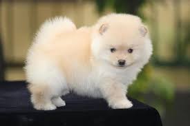 Availability of the dogs breed in india: Toy Pom For Sale Toy Pom Puppy For Sale Dav Pet Lovers