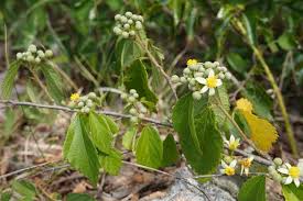 Image result for Grewia holtzii