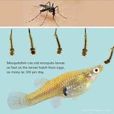 Check spelling or type a new query. To Mosquitofish Or Not To Mosquitofish Ability Magazine
