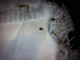 bed bugs leave small black spots usually near the head end of mattress or box spring if there is moderate to heavy activity bed bugs treatment mites bugout