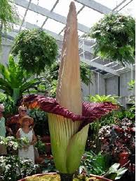 The Largest Flower In The World The Scoop Newspaper Unusual Flowers Unusual Plants Strange Flowers