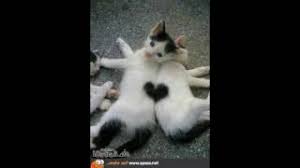 Schön katzenbilder lustig mit sprüchen. Lustige Katzen Spruche Youtube