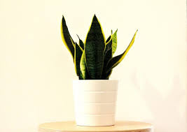 È meno efficace della dracena nel togliere dall'aria. 8 Piante Da Appartamento Che Purificano L Aria E Combattono L Inquinamento Domestico