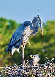 Trova immagini stock hd a tema great blue heron her nest her e milioni di altre foto, illustrazioni e contenuti vettoriali stock royalty free nella vasta raccolta di shutterstock. Great Blue Heron And Baby Photograph By William Wyckoff