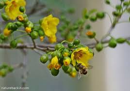 Image result for Ochna natalitia