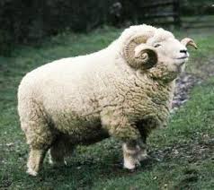 Black And White Sheep Breeds Nz Breeds Sheep Breeds Sheep Farm Animals Beautiful