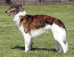 The largest population of silkens in the world is currently in california. California Silken Windhounds Breeders