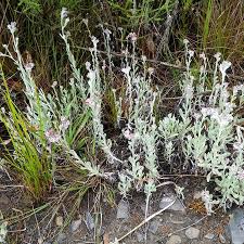 Image result for Vellereophyton dealbatum